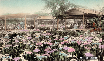 1902（明治35）年に開設された「蒲田菖蒲園」