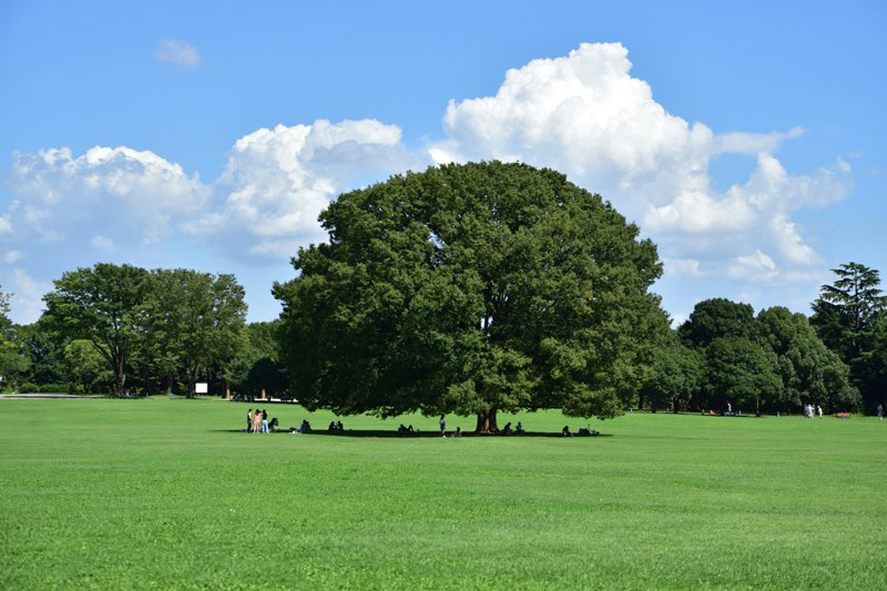みんなの原っぱ（国営昭和記念公園）
