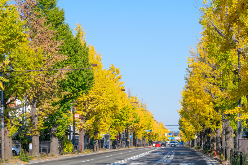 甲州街道のイチョウ並木