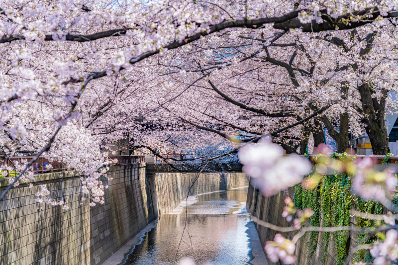 目黒川の桜並木