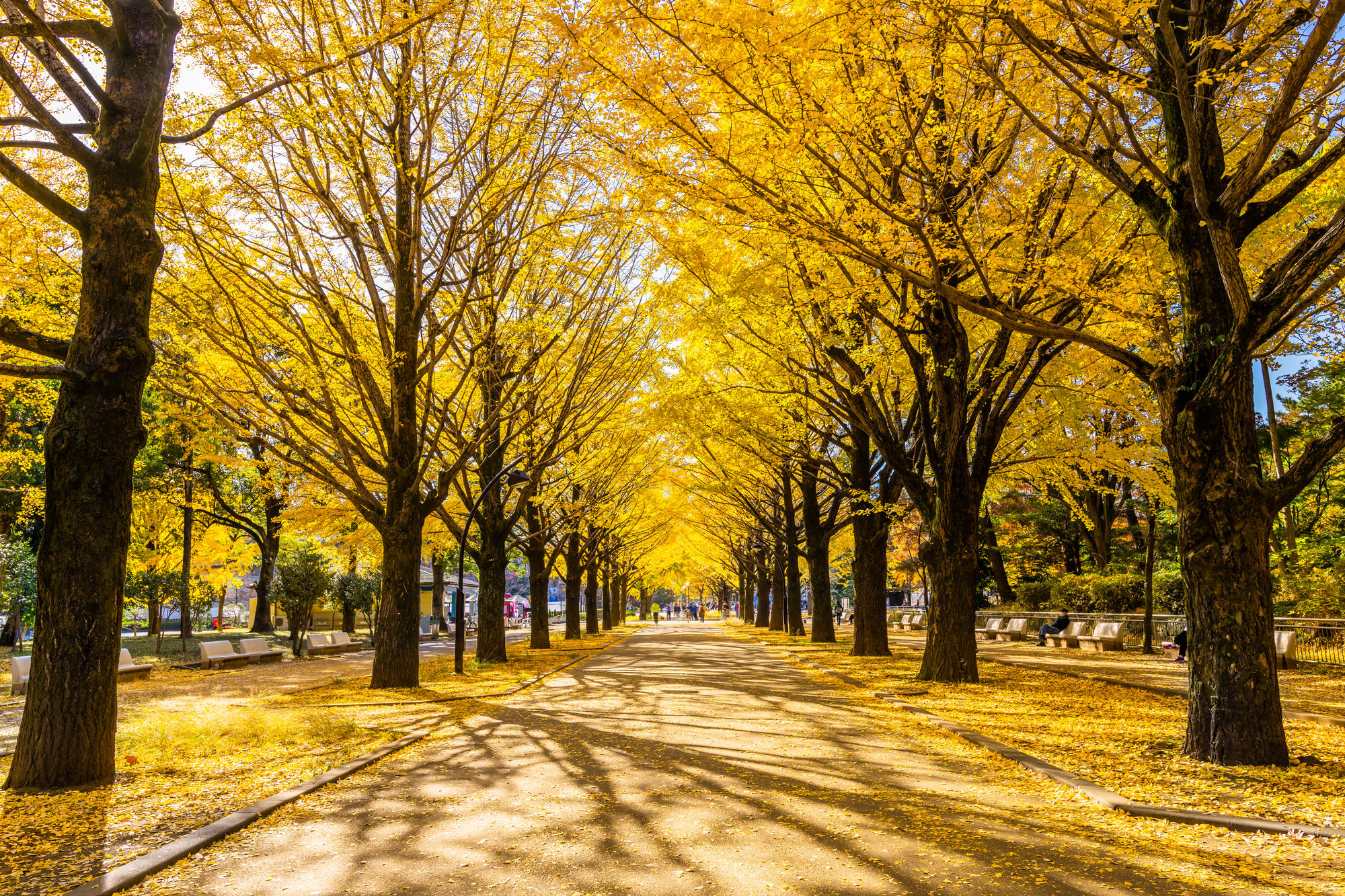 光が丘公園