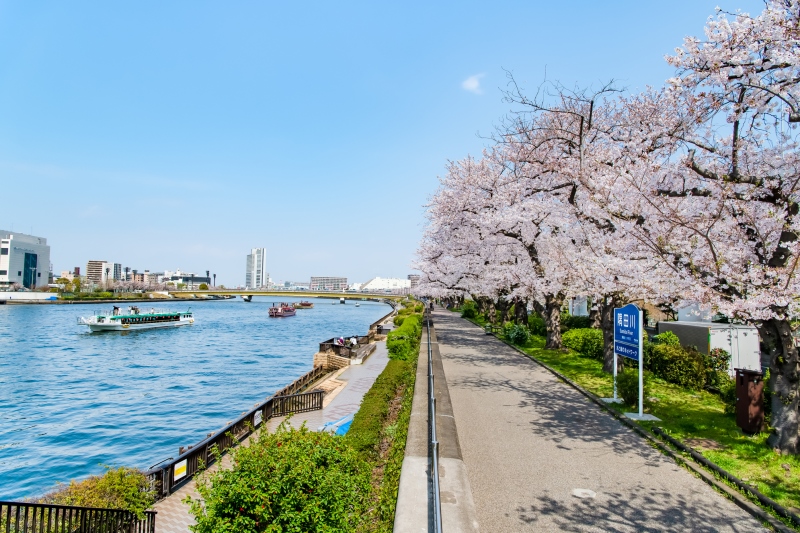 向島の墨堤の桜