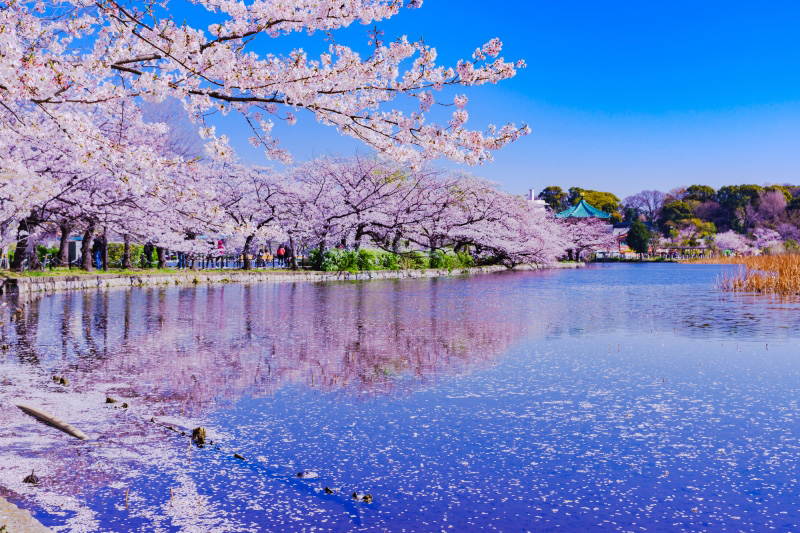 上野公園 不忍池