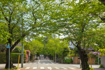 現在の「上北沢駅」そばの「上北沢の桜並木」