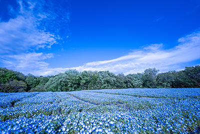 「国営武蔵丘陵森林公園」