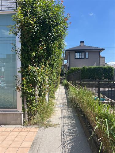 南側敷地-1 南側敷地-1