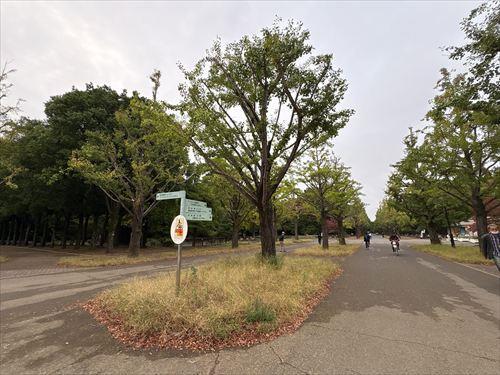 光が丘公園 600m