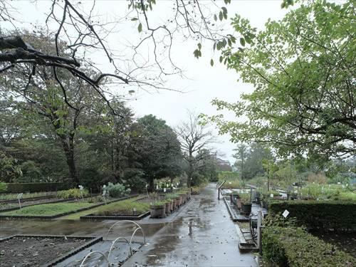東京都薬用植物園 710m