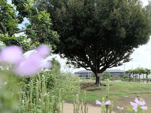 関前四丁目公園 300m