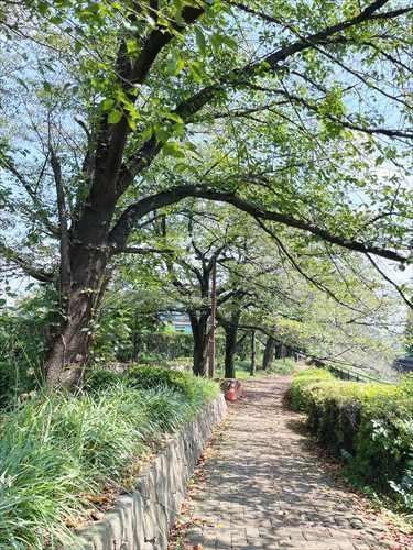 桜の広場まで270ｍ