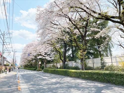 南側道路