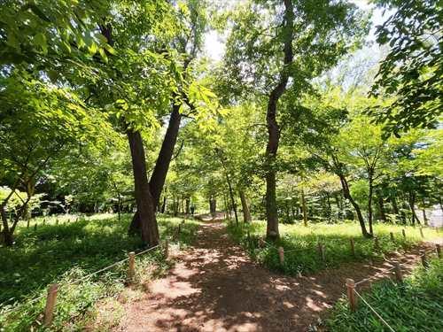 緑ヶ丘みんなの森(800m)