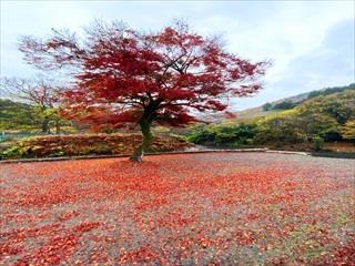 現地写真：2022年11月23日撮影
