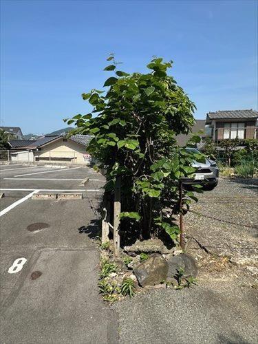 南側境界線付近（道路から）