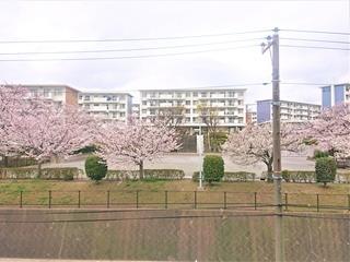 洋室からみた桜（2024年3月撮影）