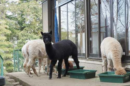 まちだのアルパカ 650ｍ