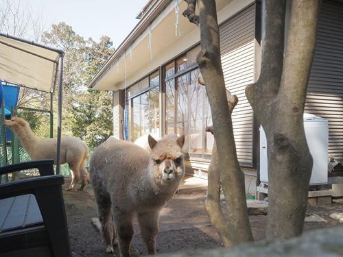 まちだのアルパカ 740m