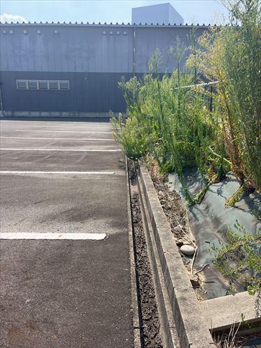 南側境界付近(2025年8月撮影)