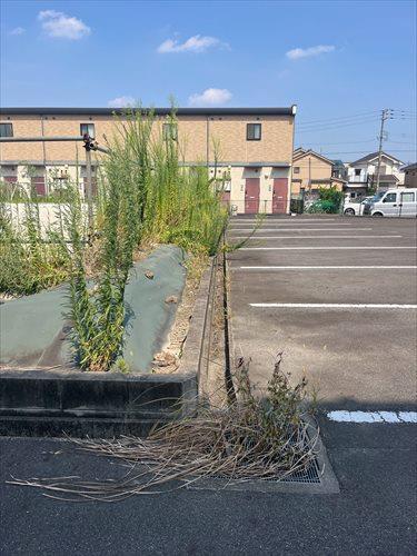 南西側境界付近(2025年8月撮影)1