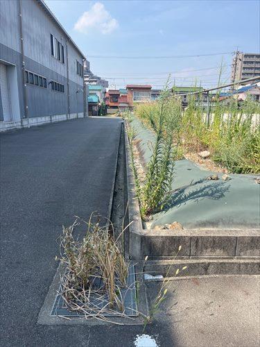 南西側境界付近(2025年8月撮影)2