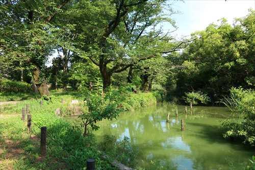 善福寺池(600m)