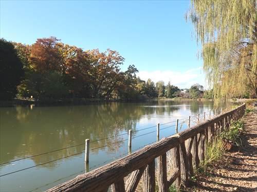 善福寺池(上池・下池)まで230m