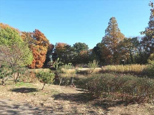 善福寺池(上池・下池)まで230m