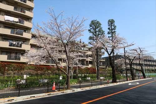 建物南側(羽毛下通り)の桜並木