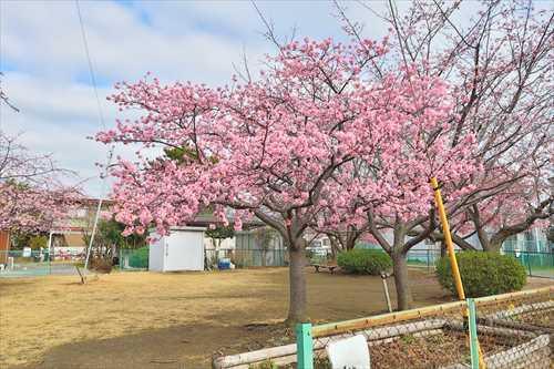 桜小路公園まで560m