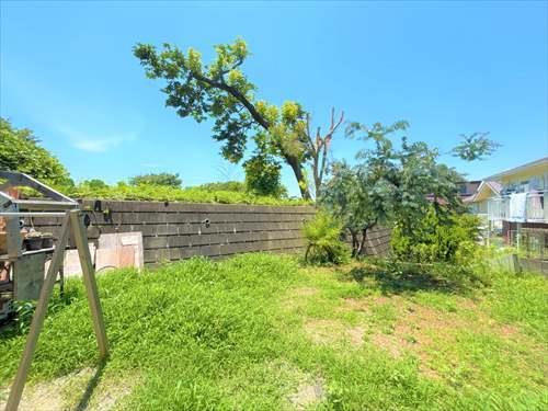 庭（2025年6月撮影）