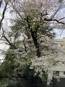 バルコニーからの眺め　春は桜が見えます。