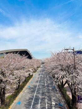 味の素スタジアムの歩道橋から見える桜並木道（眺望は永続的なものではありません）