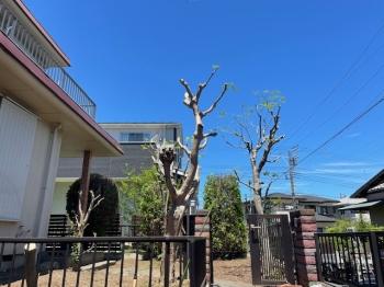 庭木の剪定・除草を実施いたしました。（2025年7月実施）