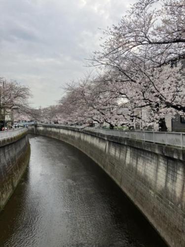 石神井川沿いには桜並木がございます。（物件から約180ｍ）