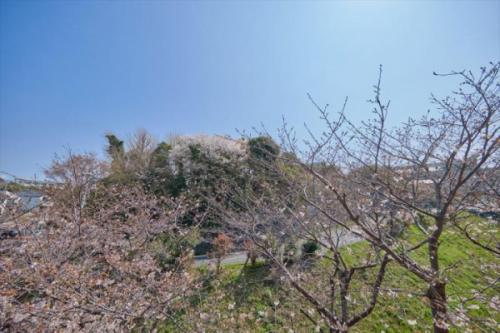 桜の季節のバルコニーからの眺望