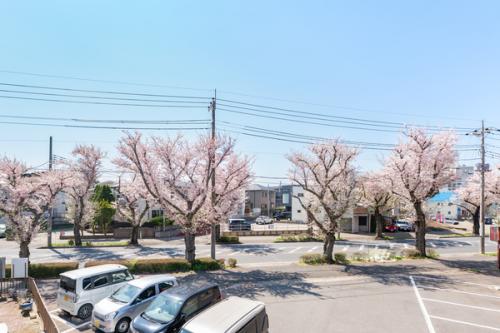 春には桜並木が一面に広がり、四季の移ろいを感じられます。