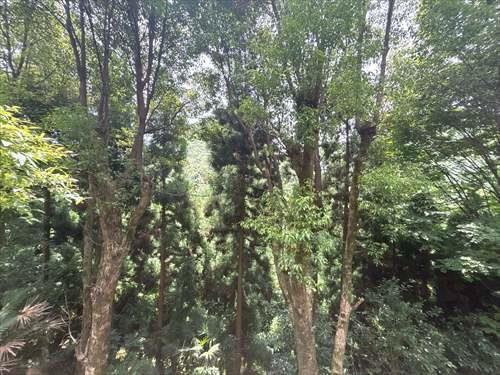 バルコニーからの眺望