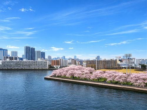 桜の季節には、満開の桜を、特等席でお楽しみ頂けます。