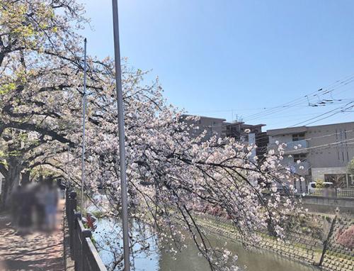近くには桜名所として有名な『大岡川プロムナード』があります。