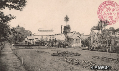 明治後期～大正前期の「小石川植物園」の温室