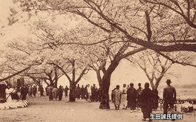 「稲田堤」の桜