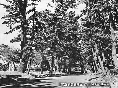 1957（昭和32）年頃の藤沢の松並木
