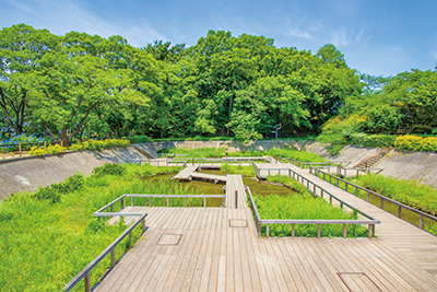 「多摩川台公園」の水生植物園