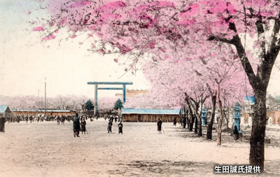 明治後期の「靖國神社」の桜