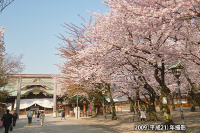 2009（平成21）年撮影の「靖國神社」の桜