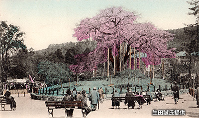 明治後期の「円山公園」の枝垂桜