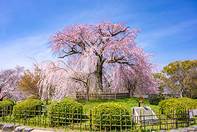 現在の「円山公園」の枝垂桜