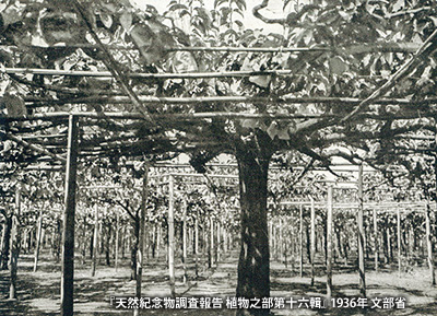 1936（昭和11）年頃の「二十世紀梨」の原木