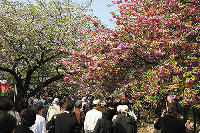 「造幣局」と桜の通り抜け