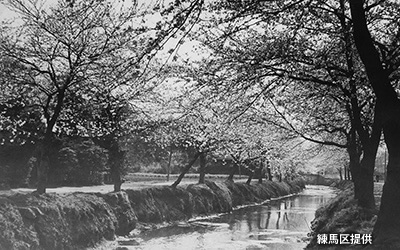 地元の人々が植樹した「石神井川」の桜